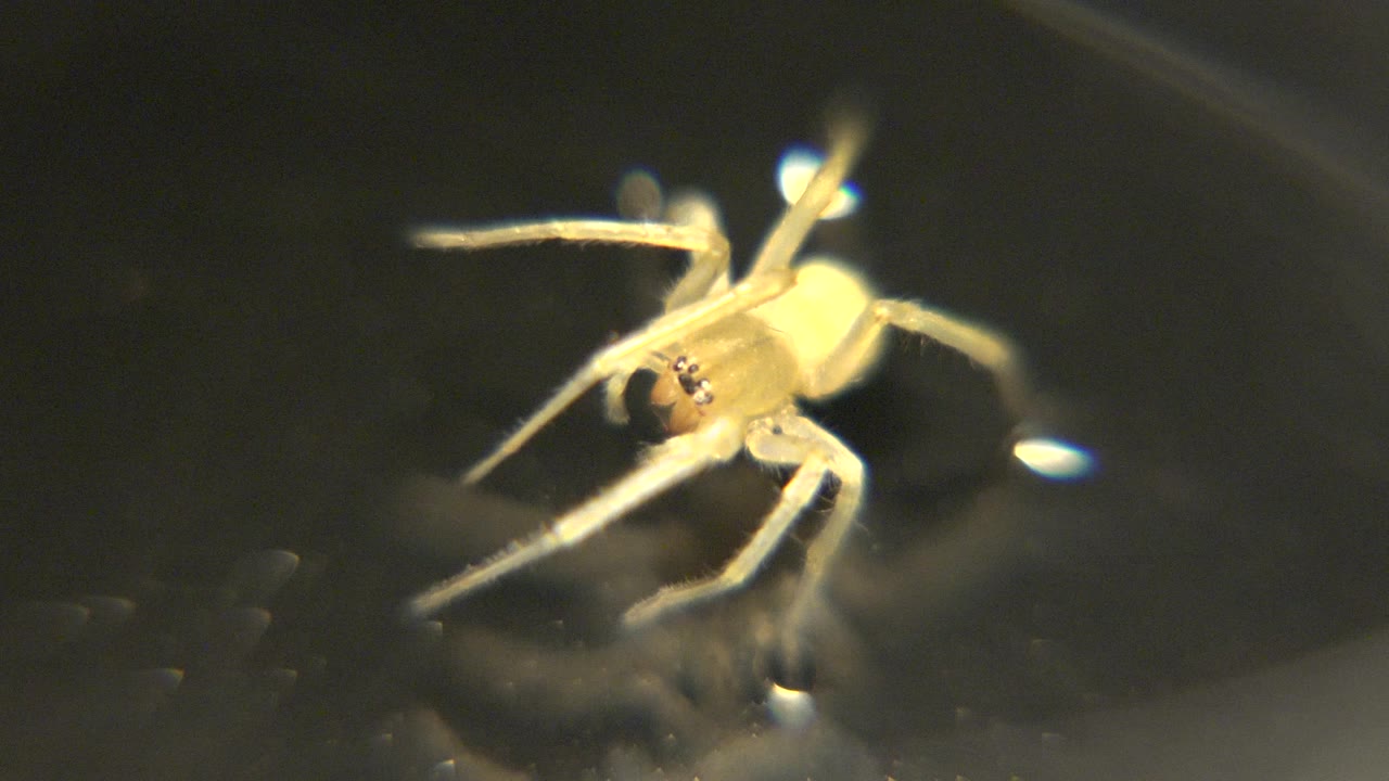 A pale yellow spider-like animal rests near the center of a dark glossy surface, with long legs spread forward and no visible people.