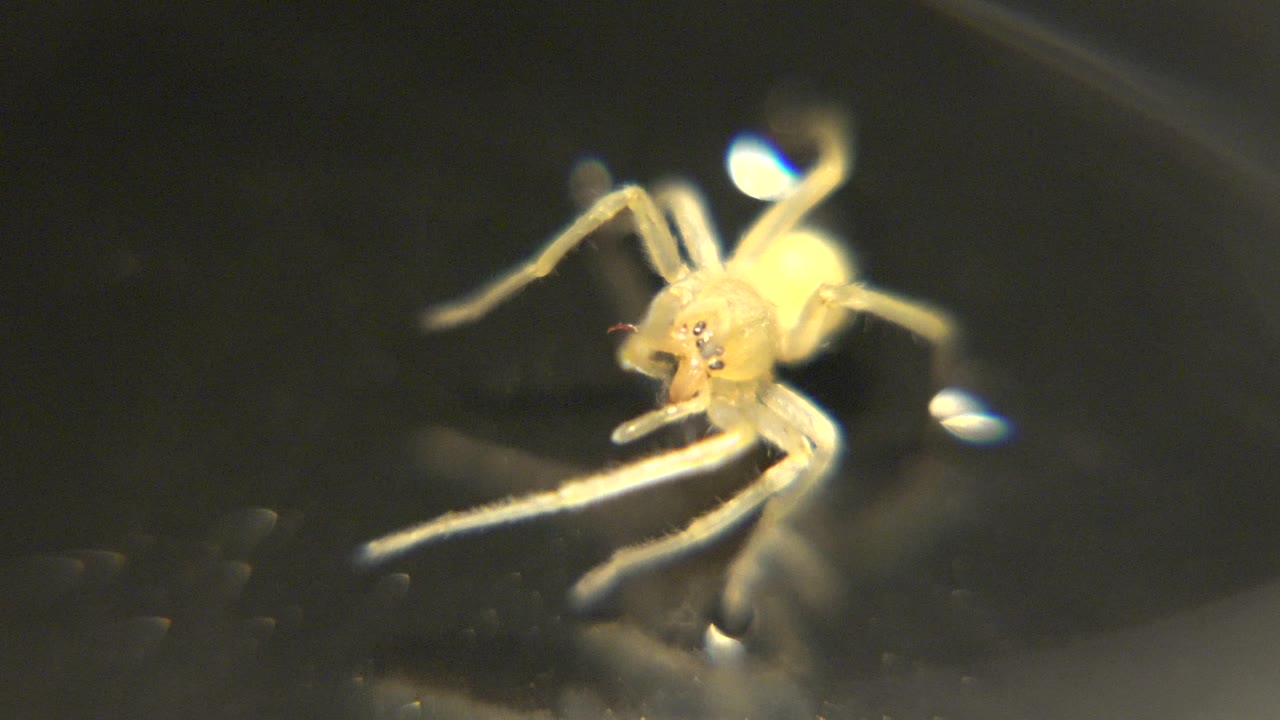 A closer front-facing view shows the pale animal's small head area, long legs, and bright body on the dark reflective ground, with no visible people.