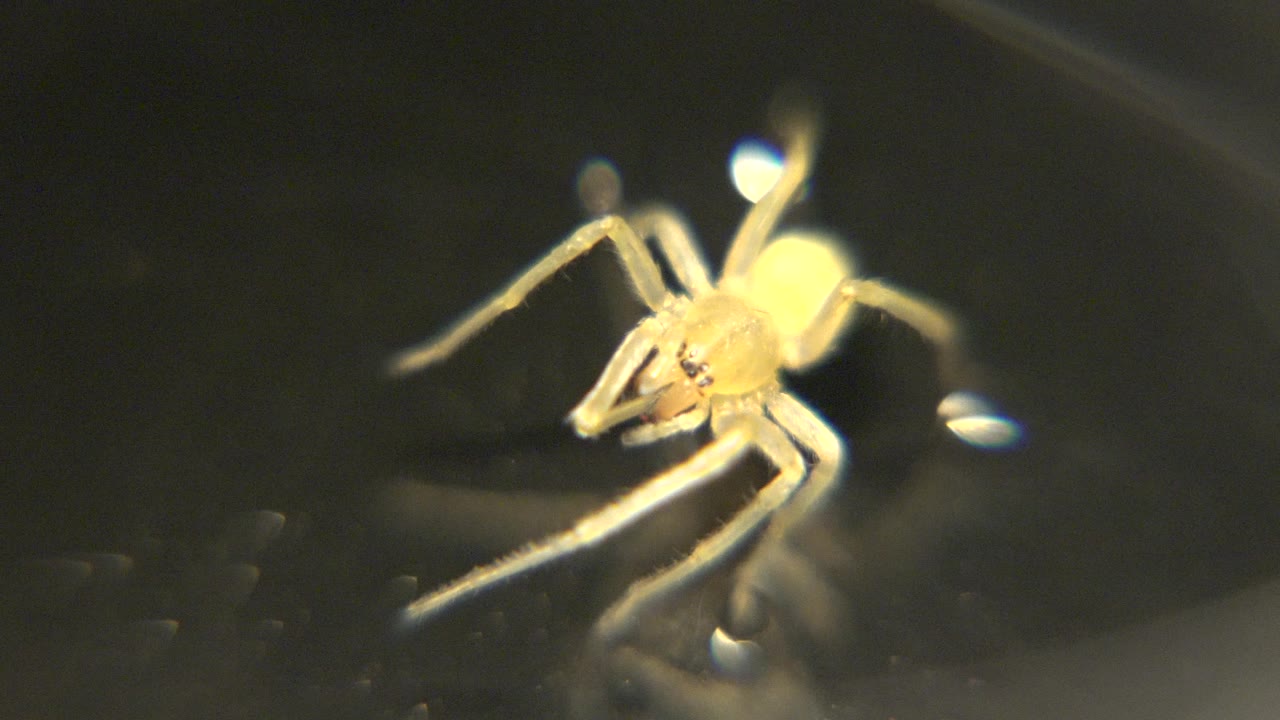 Pale spider-like animal curled slightly forward
