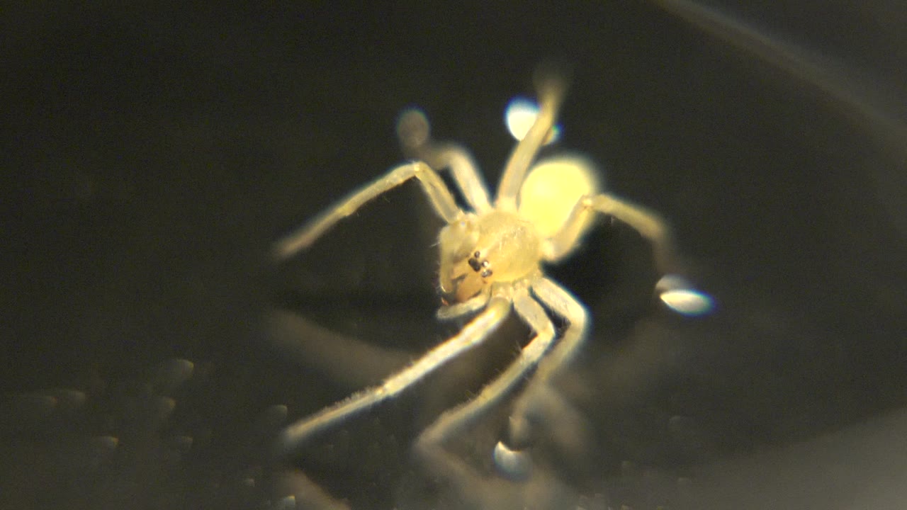 A small pale spider sits large in the macro frame on a dark reflective surface, with warm highlights on its body and no visible people.