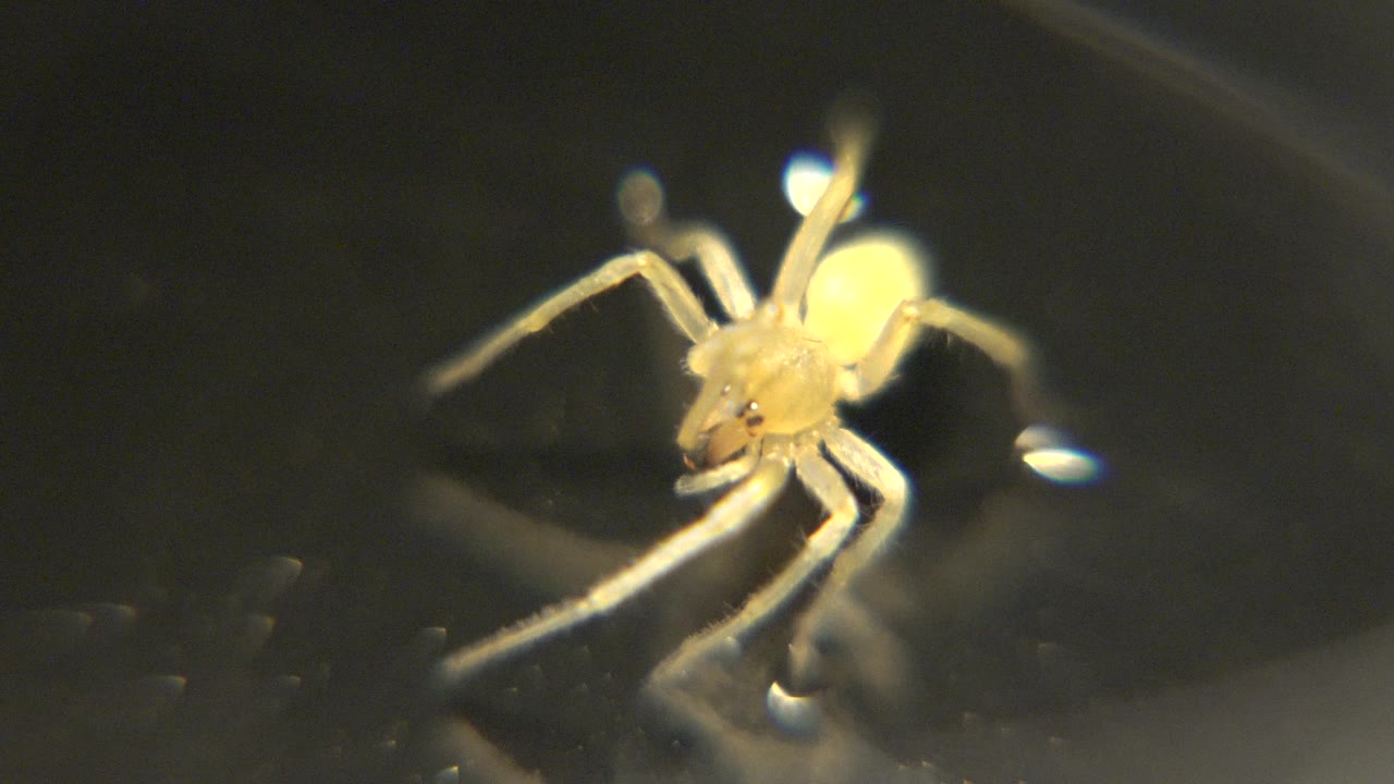 Small white spider on dark surface in soft focus