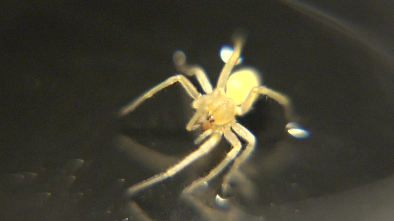 A small pale insect is seen close up on a dark reflective surface, with bright yellow highlights and no visible people.