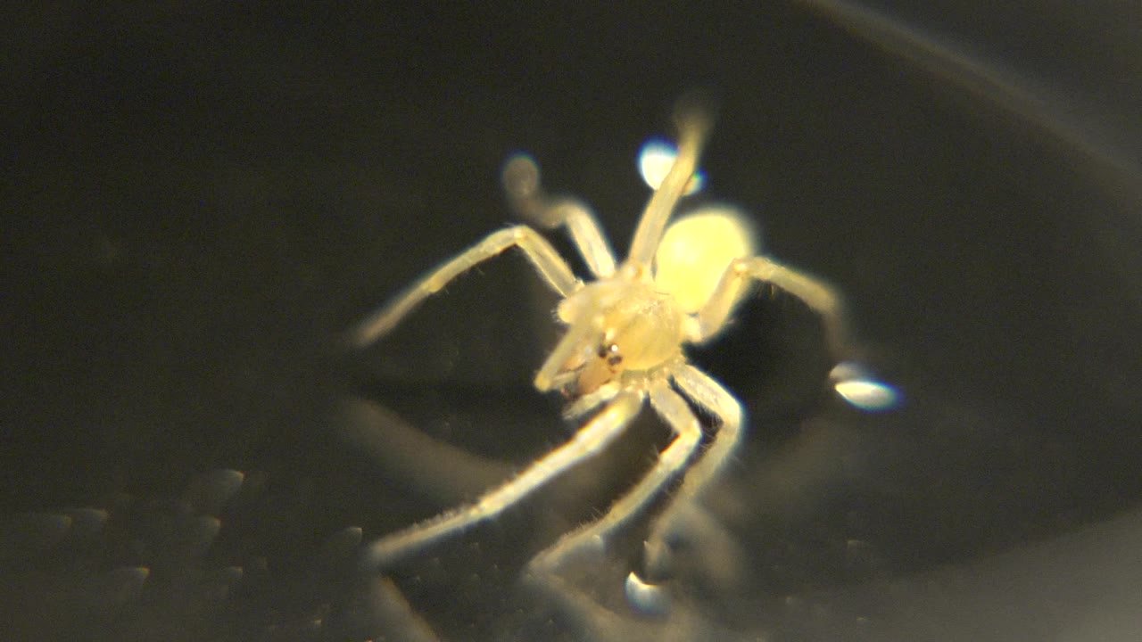 The insect appears slightly angled left in the close-up, its pale legs visible over a dark reflective surface, with no visible people.