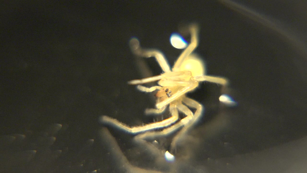 Pale spider seen in soft-focus close-up on a dark reflective surface at the start of the clip, with bright highlights on its legs and no visible people.