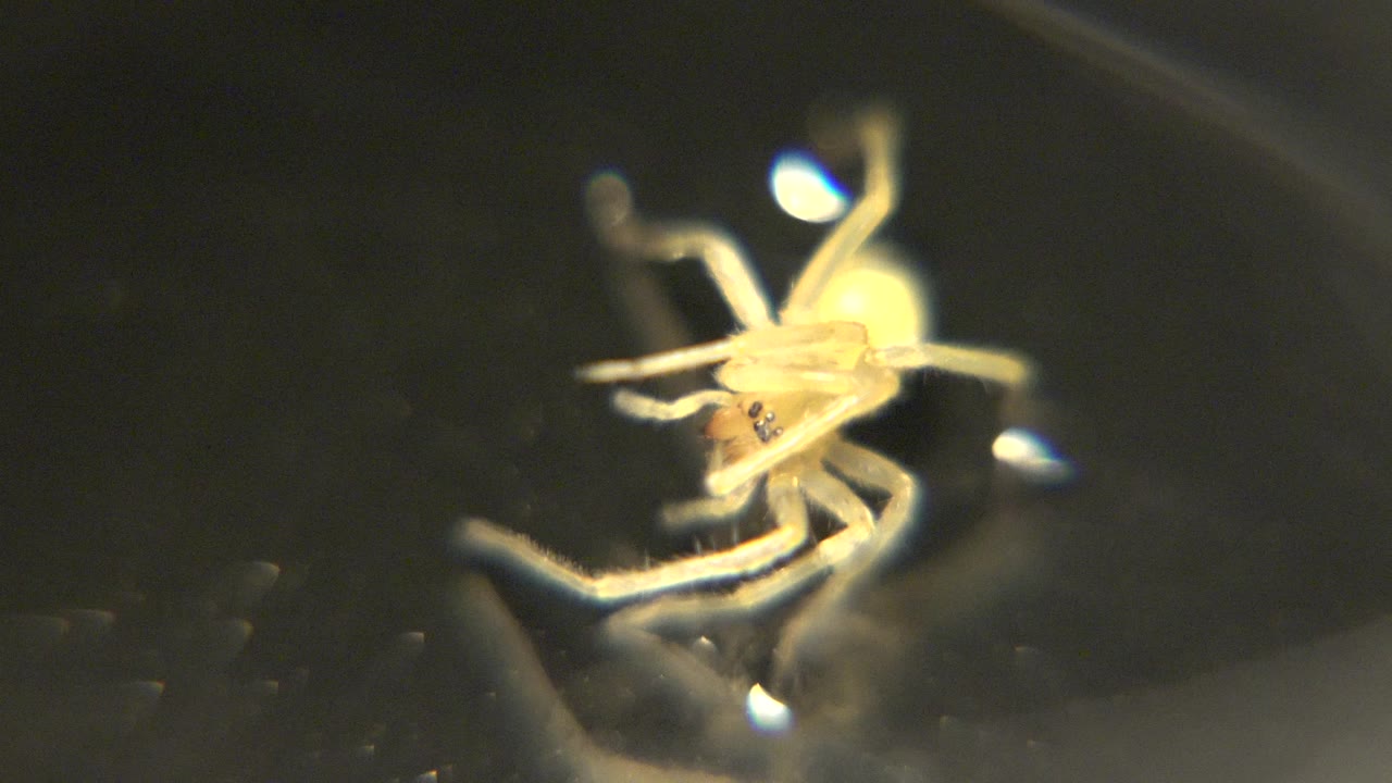 The spider remains centered in close-up, with its pale legs crossing near the fang area and a small bright reflection below, no visible people.