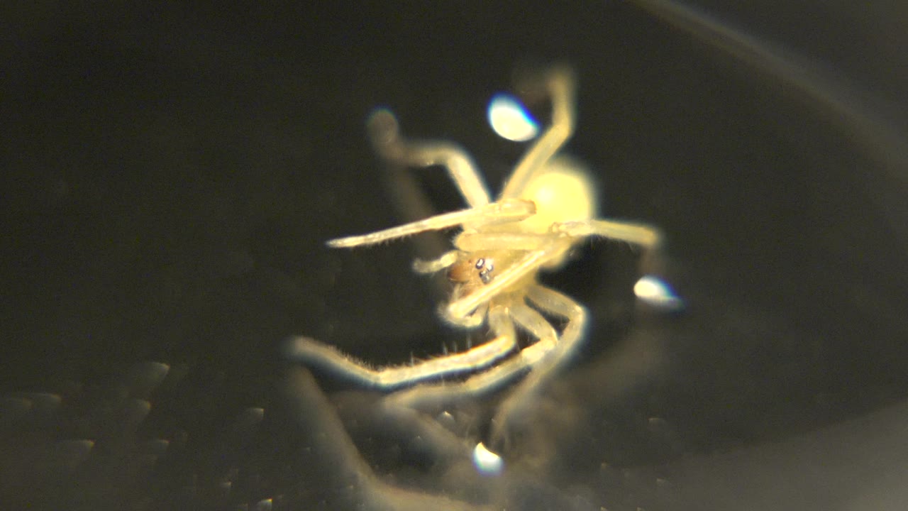 A close view shows the pale spider angled across the frame, with bright glare at the rear and along the legs on the dark surface, no visible people.