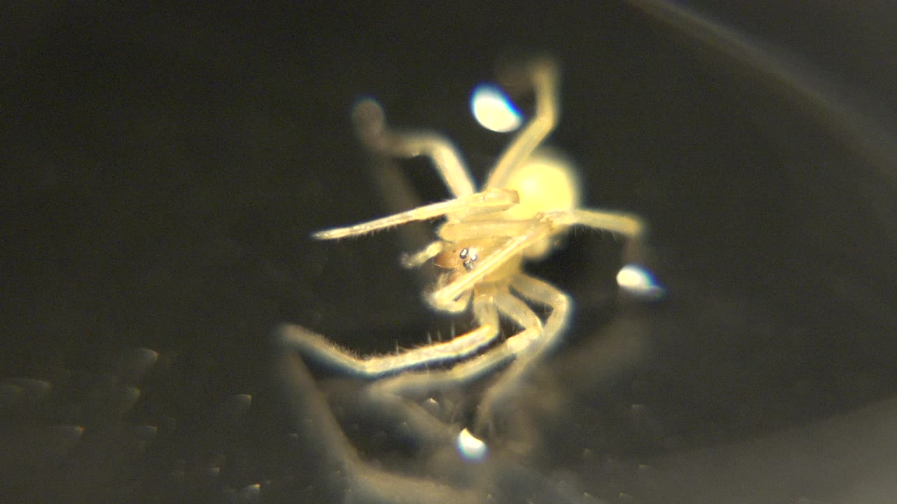 The spider is held in a tight macro composition with one pale leg stretched across the body and a dim reflective foreground, no visible people.