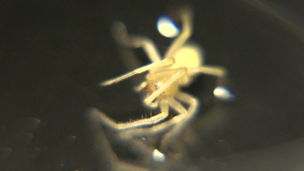 At 0:01, the small yellow creature remains close to center, its legs spread across the dark frame with a bright highlight near the upper edge and no visible people.