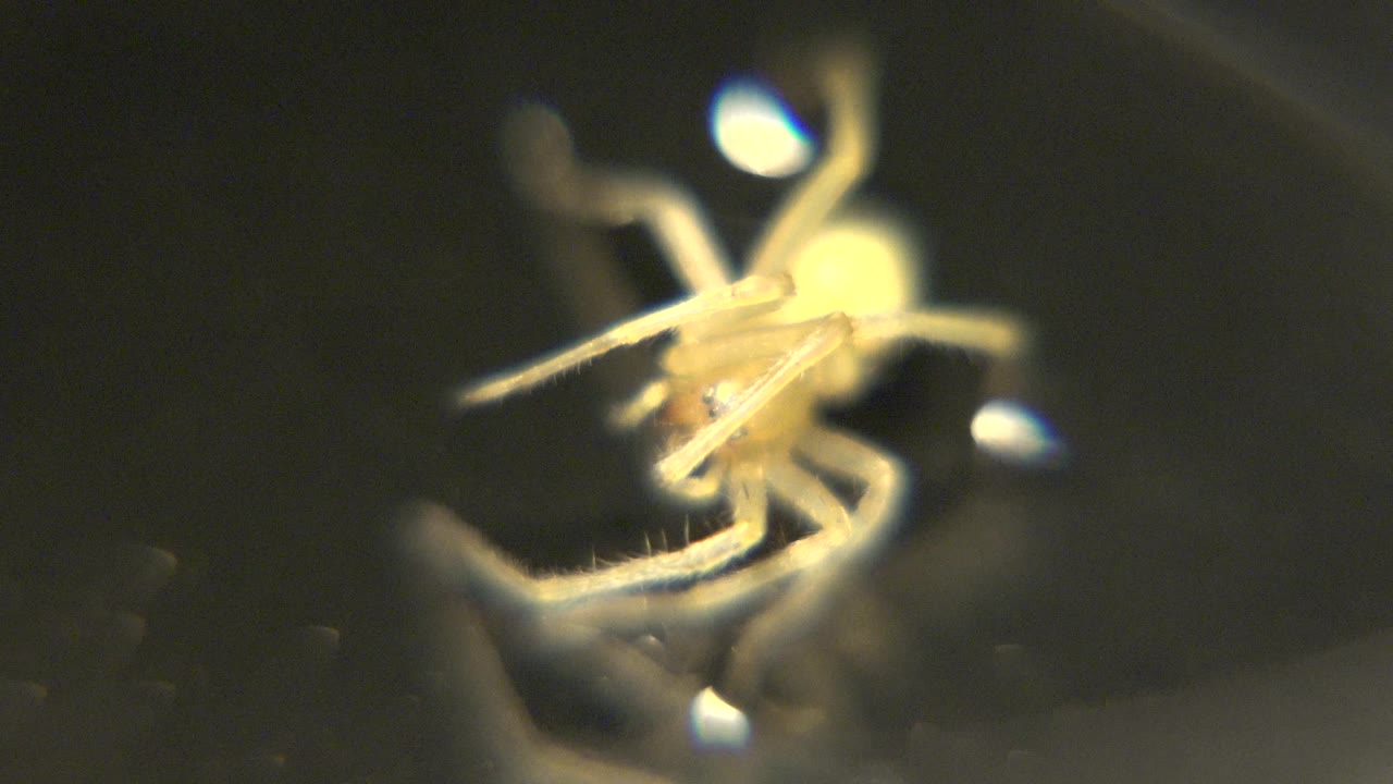 At 0:02, the spider-like subject is still isolated in the dark, with its pale body and several legs catching warm light while the background stays blurred and no visible people appear.