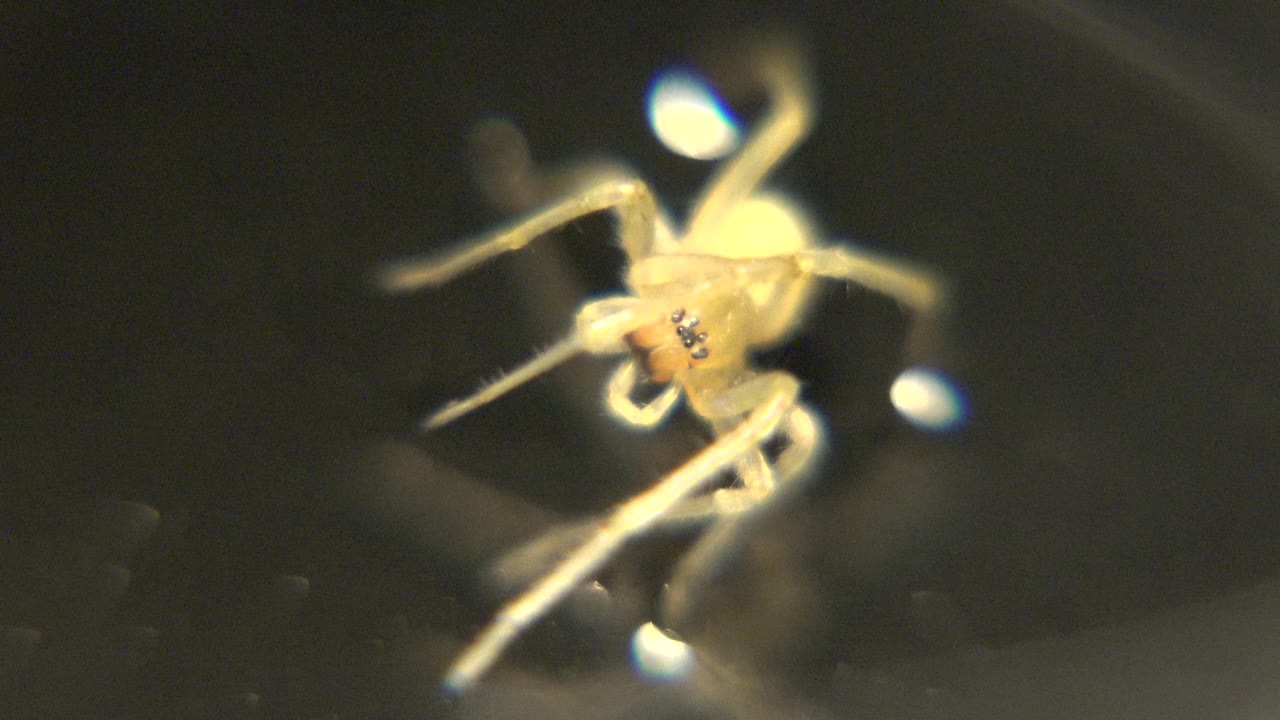 Close macro view of yellow spider-like creature turning in darkness