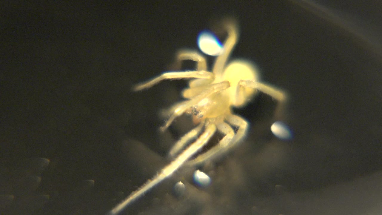 A yellow brown spider appears near the center of a dark smooth surface with bright white reflections behind it and no visible people.