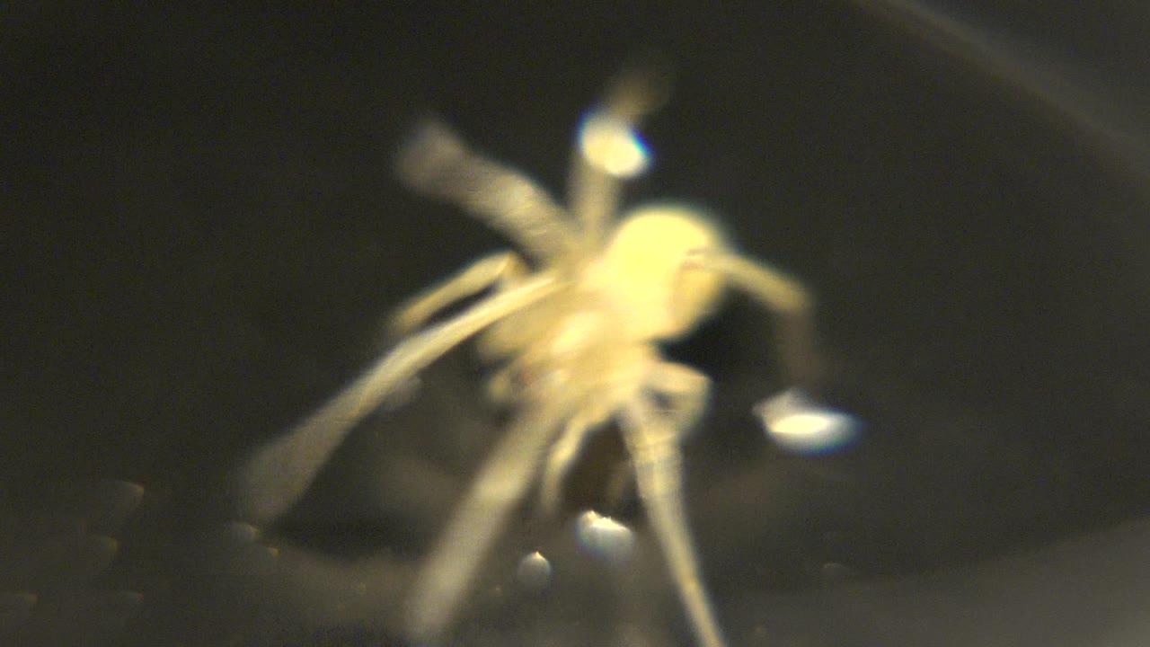 The spider shifts to the right side of the frame with motion blur in its legs and a dark out-of-focus surface behind it, with no visible people.