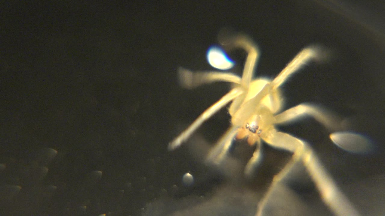 Close spider body and legs under bright reflection.