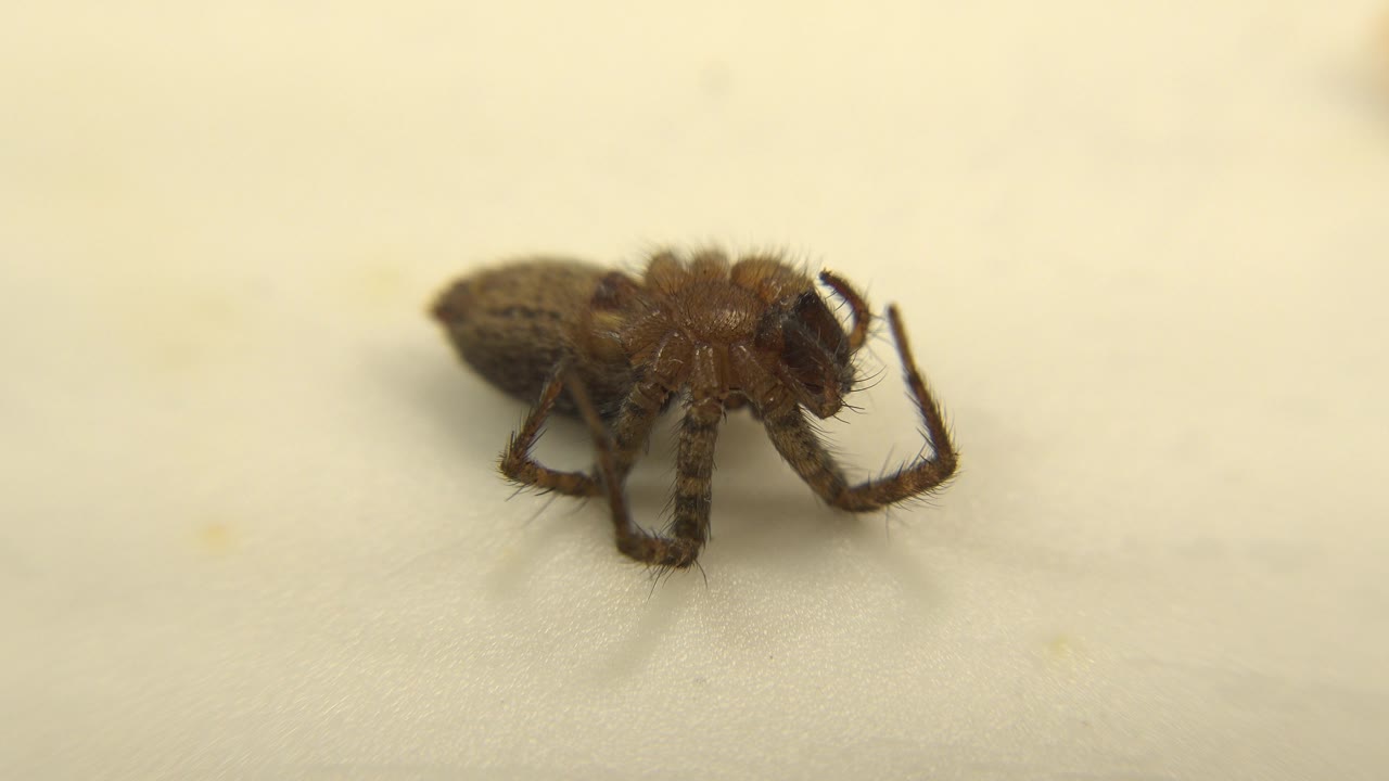 Brown spider lying motionless on white fabric