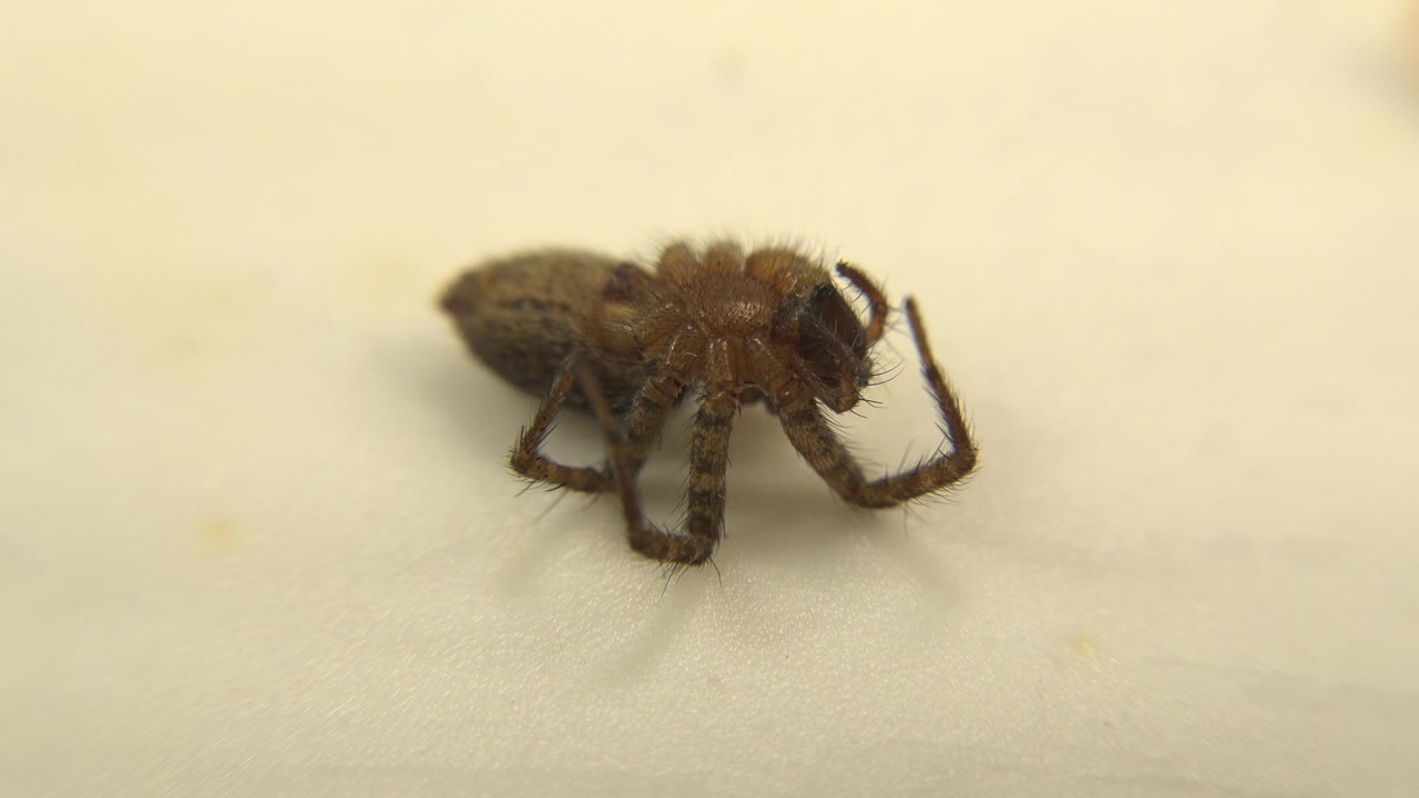 A close view shows the dead spider's dark brown body and bent legs on the pale sheet, with empty fabric around it and no visible people.