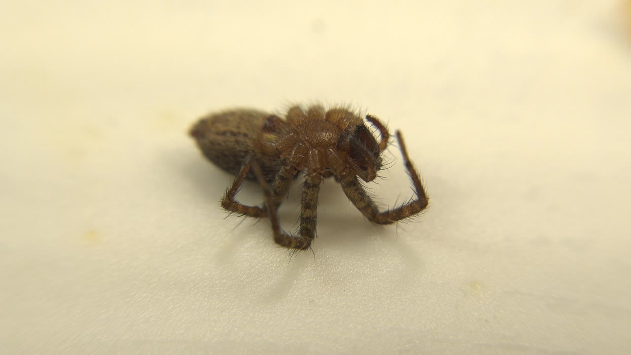 A dead brown spider rests near the center of a pale white tabletop in a soft indoor close-up with no visible people.