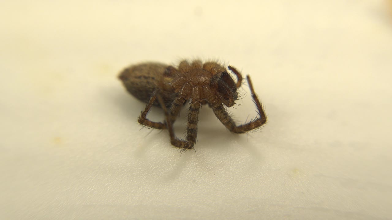 Dead spider lying still on a white tabletop.