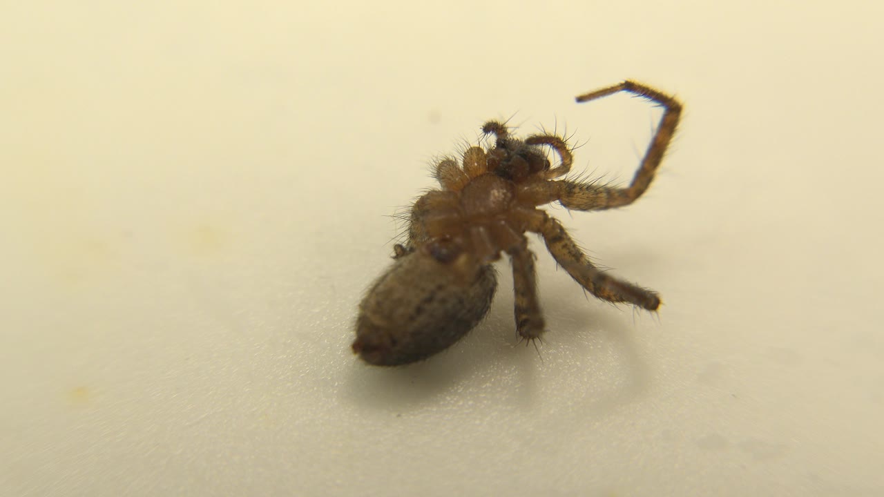 Brown hairy spider seen close up near the left side of a pale cream surface, with curled legs and no visible people.