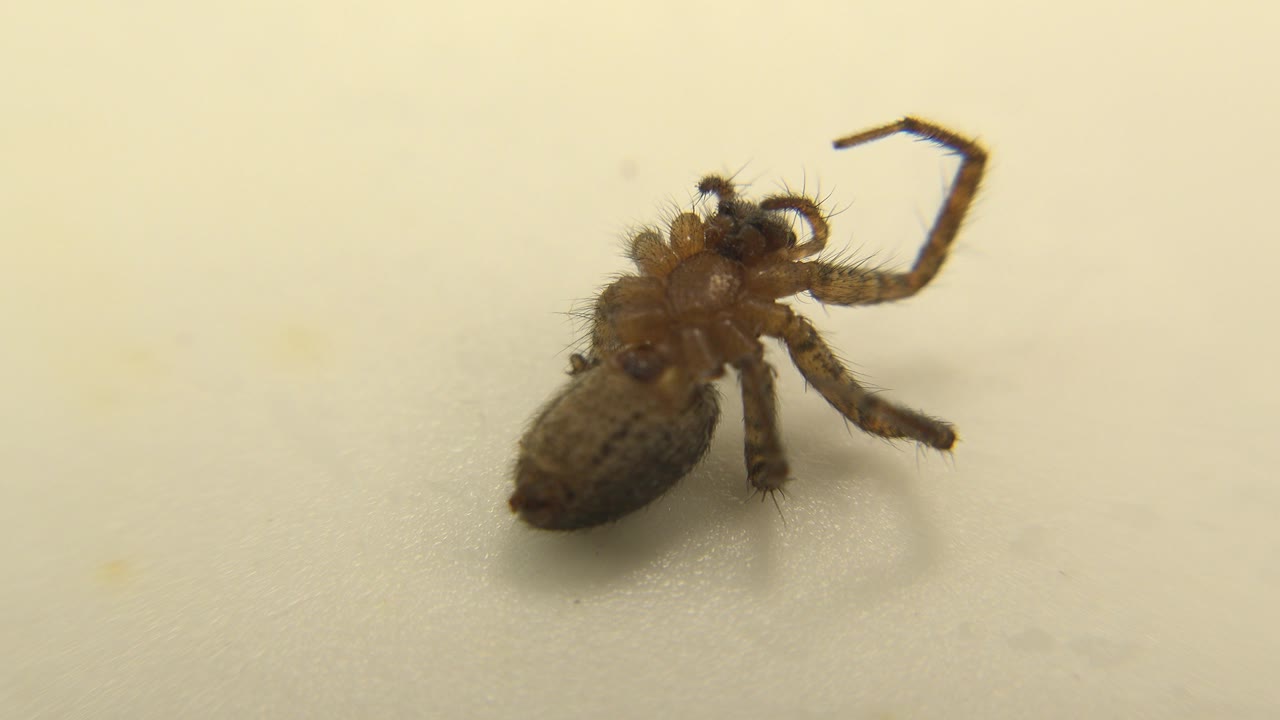 Close frame of the brown hairy spider with one leg lifted higher against the pale background, no visible people.