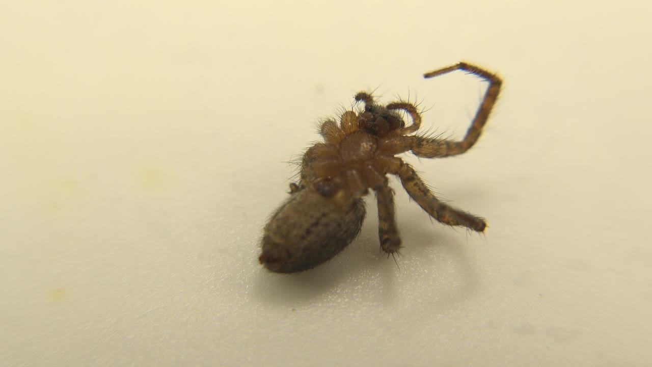 Hairy brown spider remains positioned left of center on a light cream surface, with its darker abdomen and bent legs visible and no visible people.