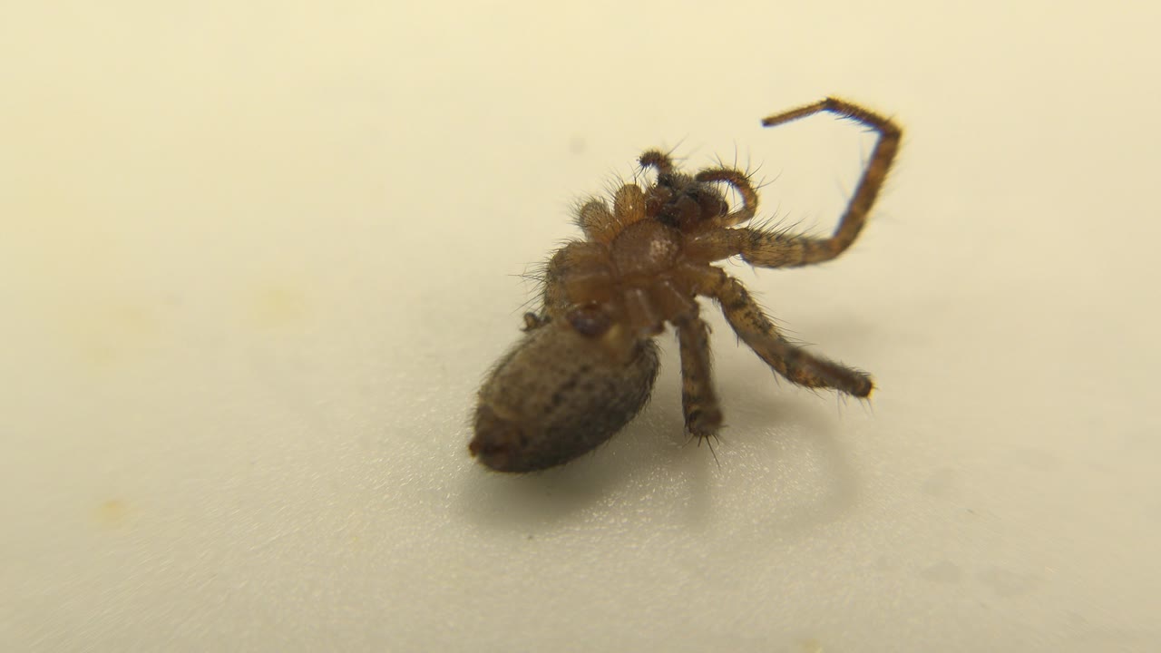 The spider remains in close view on the pale surface, its rounded body and curled front legs visible under warm soft light with no visible people.