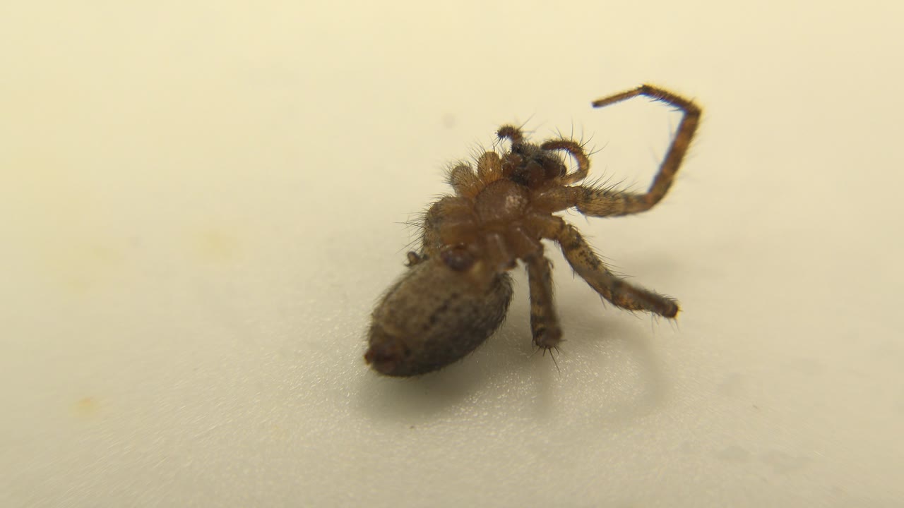 A slightly later moment keeps the brown spider near the same position, with leg hairs and the pale empty background visible and no visible people.