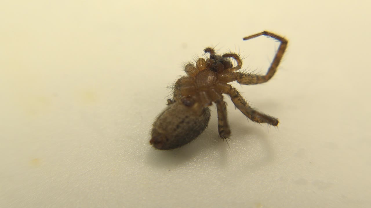 Brown spider poised on a blank cream surface