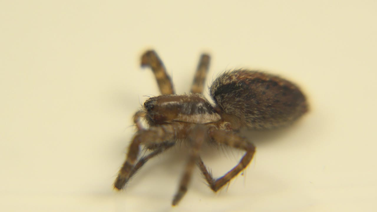 Small brown spider seen in close-up on a pale yellow surface at the start of the clip, with shallow focus and no visible people.