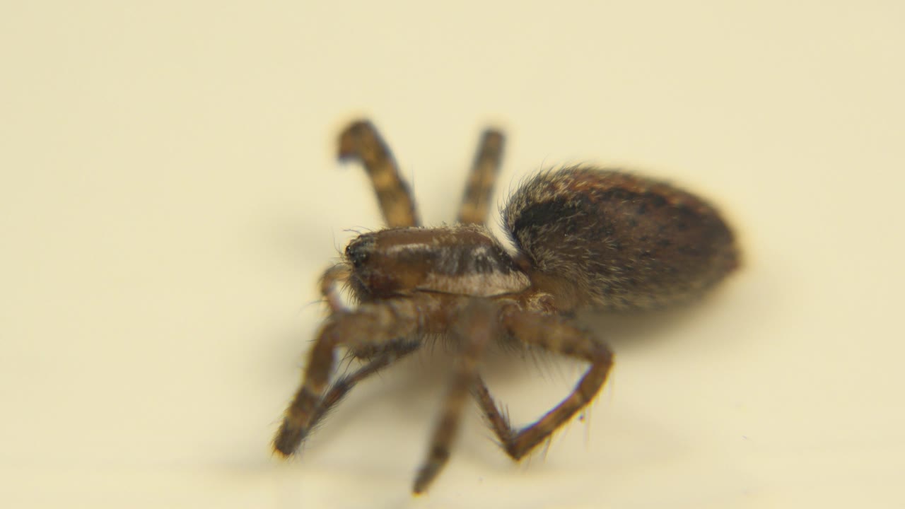 The spider remains in nearly the same position on the pale yellow surface, with front legs raised in soft focus and no visible people.