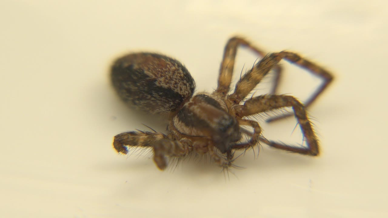 Small brown spider seen in soft focus on a pale cream surface at the start of the clip, with no visible people.