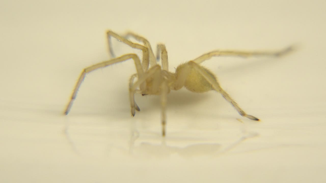 Pale yellow spider-like animal paused on a white desk or wall.
