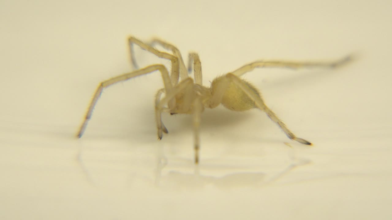 At 0:02, the tiny yellow arthropod is still framed from the side on the plain glossy white surface, with warm light and no visible people.