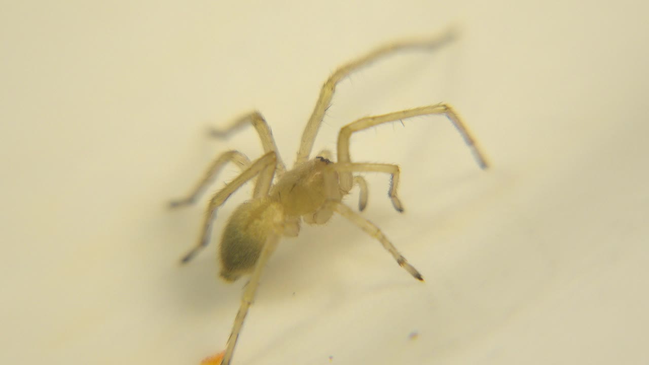A pale yellow-brown spider fills the left side of a bright white surface, with soft focus on the legs and no visible people.