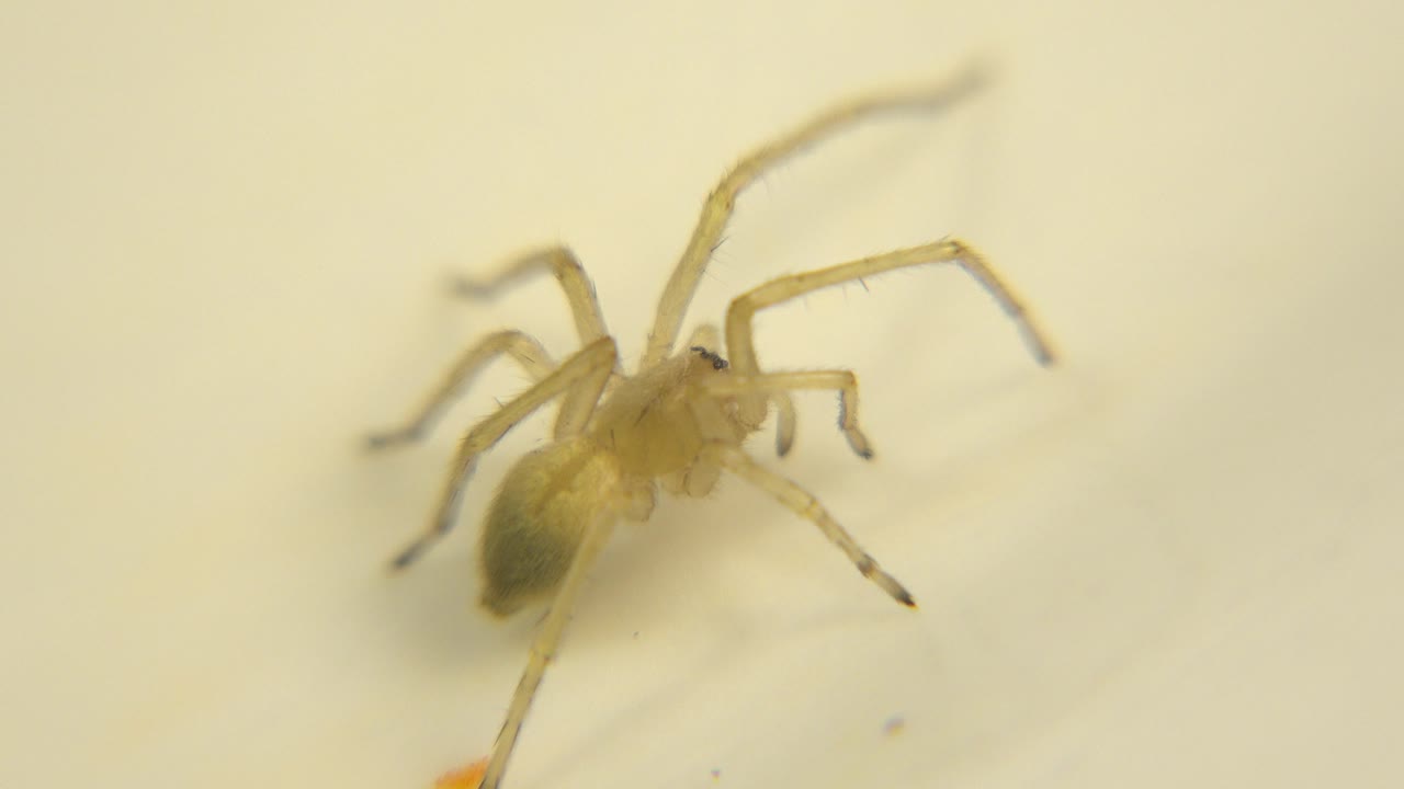 A yellowish preserved spider lies against a pale cream background at the start of the clip, with legs spread outward and no visible people.
