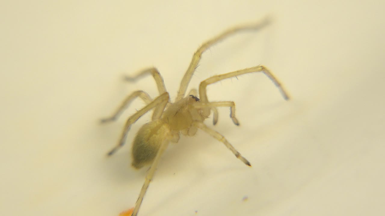 Close view of a pale spider specimen with spread legs.