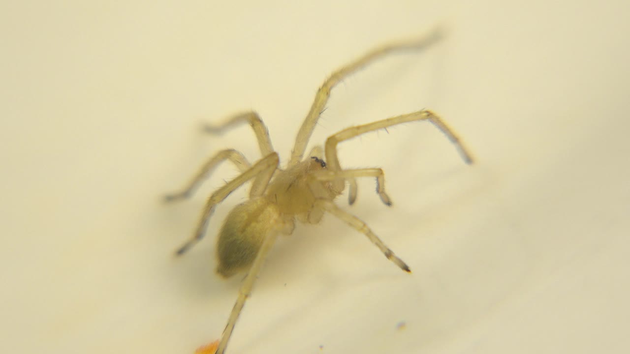 Opening frame of a pale spider viewed close up on a soft yellow-white surface, with long legs spread outward and no visible people.