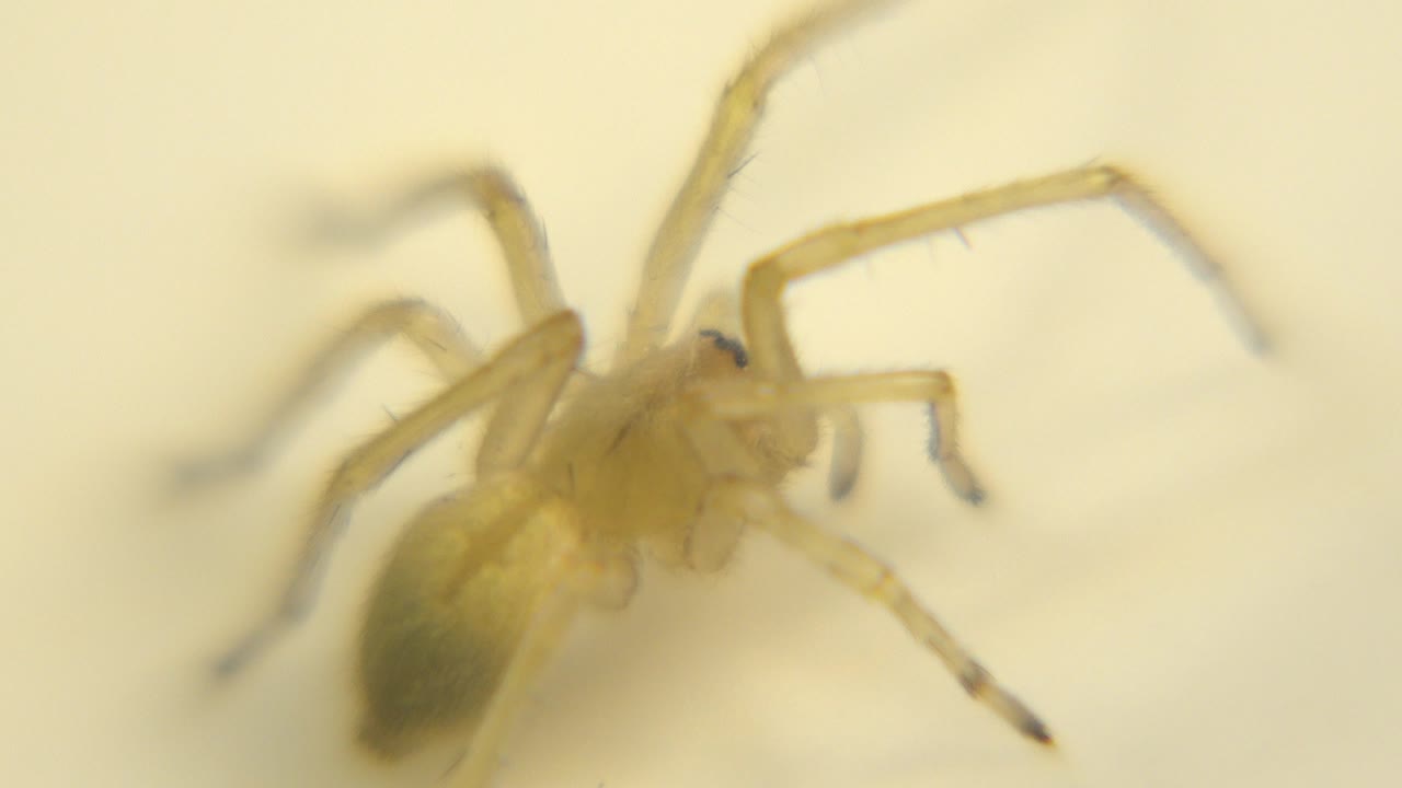 A small pale spider appears in extreme close-up with its body left of center, legs stretching across a warm cream background, and no visible people.