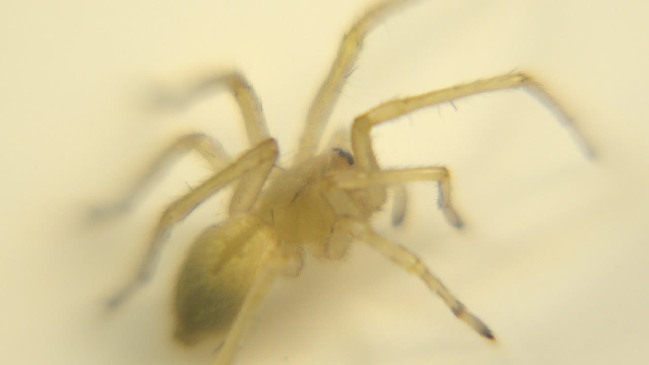 A tan-brown spider appears large in a soft macro view on a cream floor, with its darker abdomen to the lower left and no visible people.