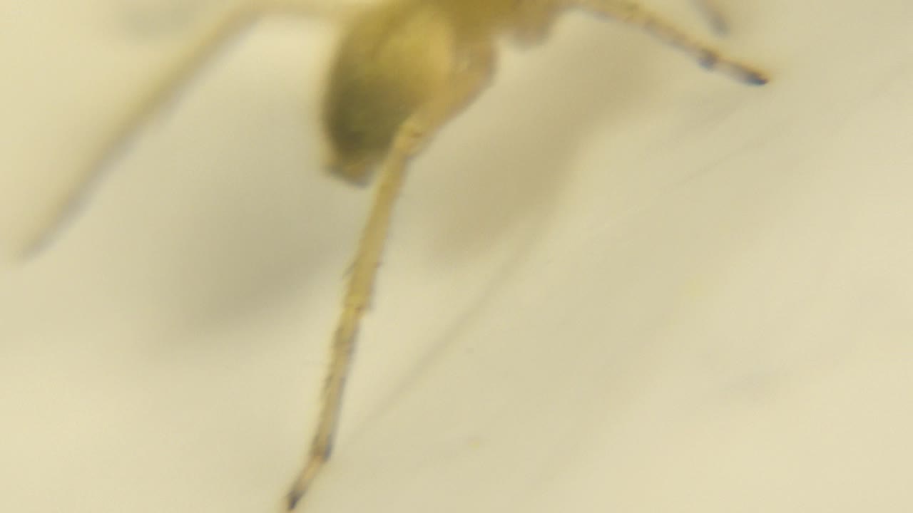 A small yellow-white spider-like creature is partly soft in focus near the left side of a pale warm background, with no visible people.