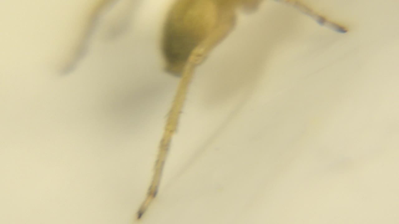 The spider-like creature appears farther across the pale surface, with its legs and body still blurred by the tight macro focus and no visible people.