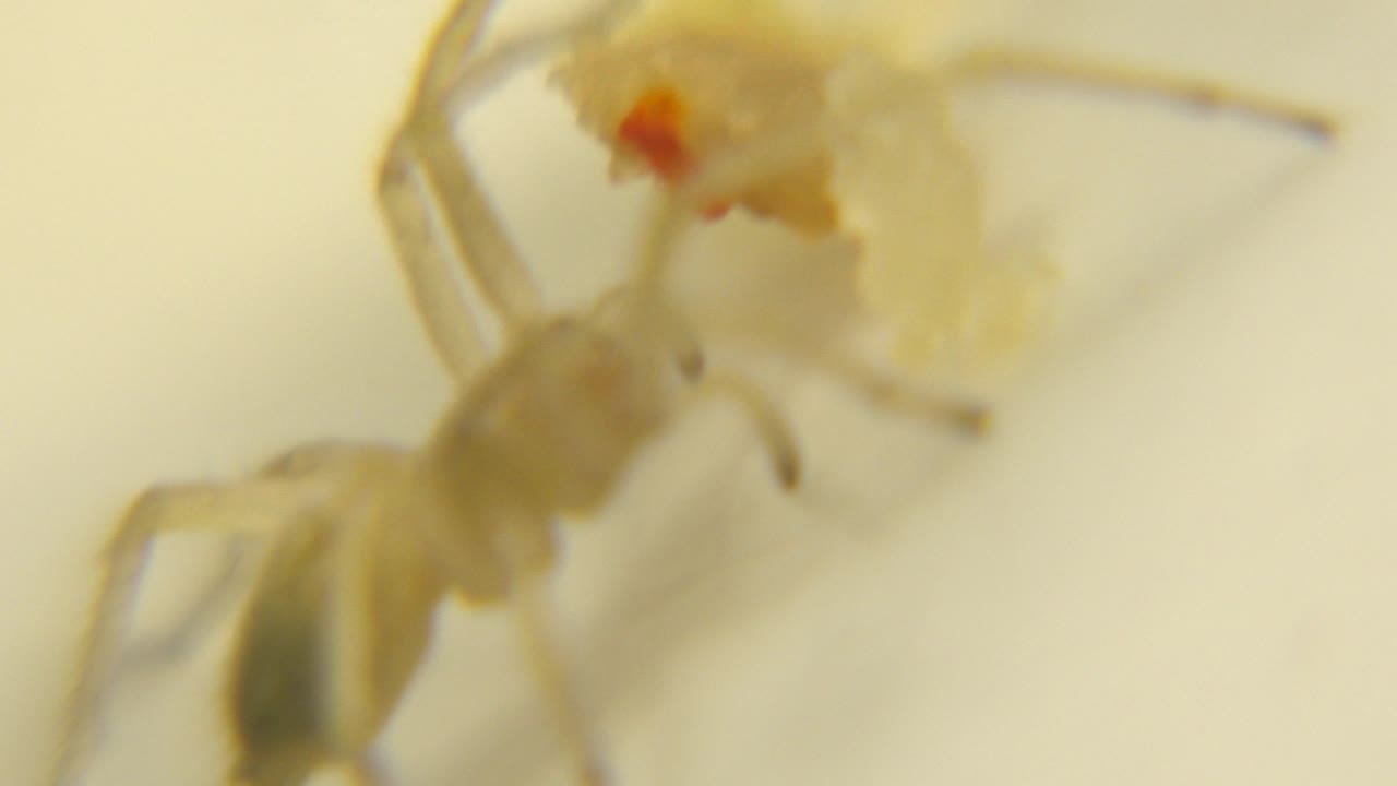 A translucent spider-like creature fills the right side of the frame, showing yellow-white body tones, thin legs, and a small orange-red detail with no visible people.