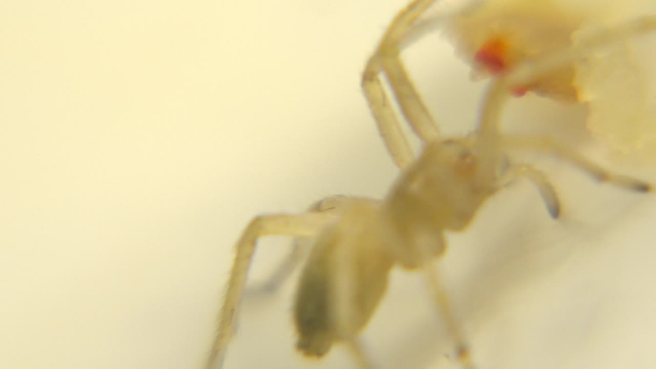 Tiny spider-like creature in soft focus beside a pale yellow form