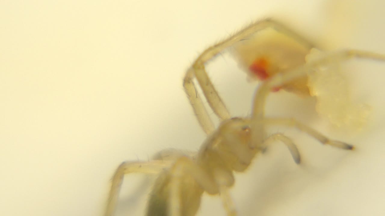 A pale yellow spider is partly soft-focused near a small red-orange food detail on a cream surface, with no visible people.