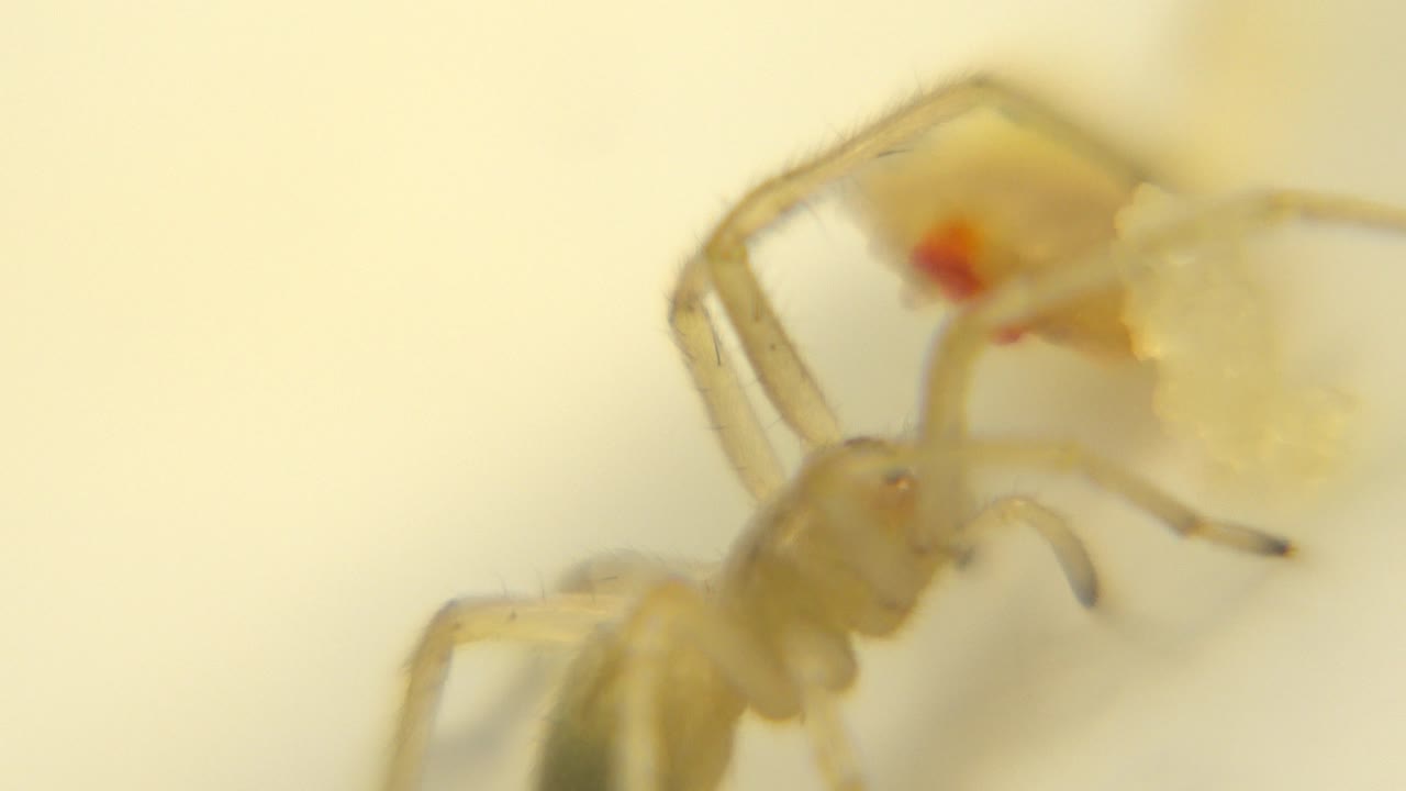 The yellowish spider stays close to the translucent food remains, with its legs and gray abdomen blurred against the warm cream background and no visible people.