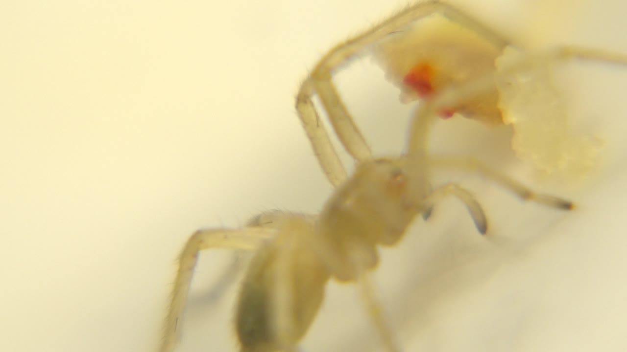 The spider appears slightly farther right in the close-up, with pale legs and a gray abdomen near the food detail on a cream surface and no visible people.