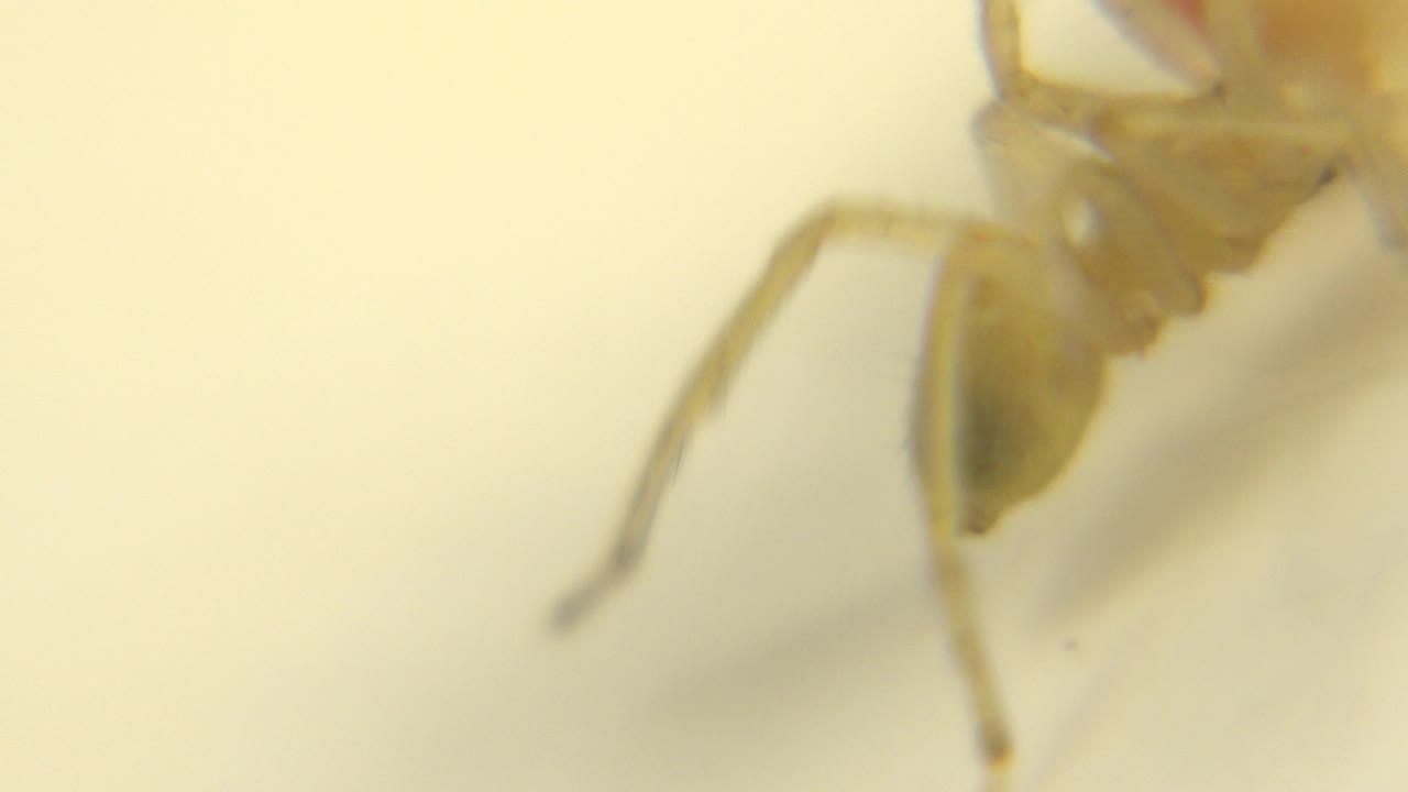 Spider stands more upright over a blurred cream surface.