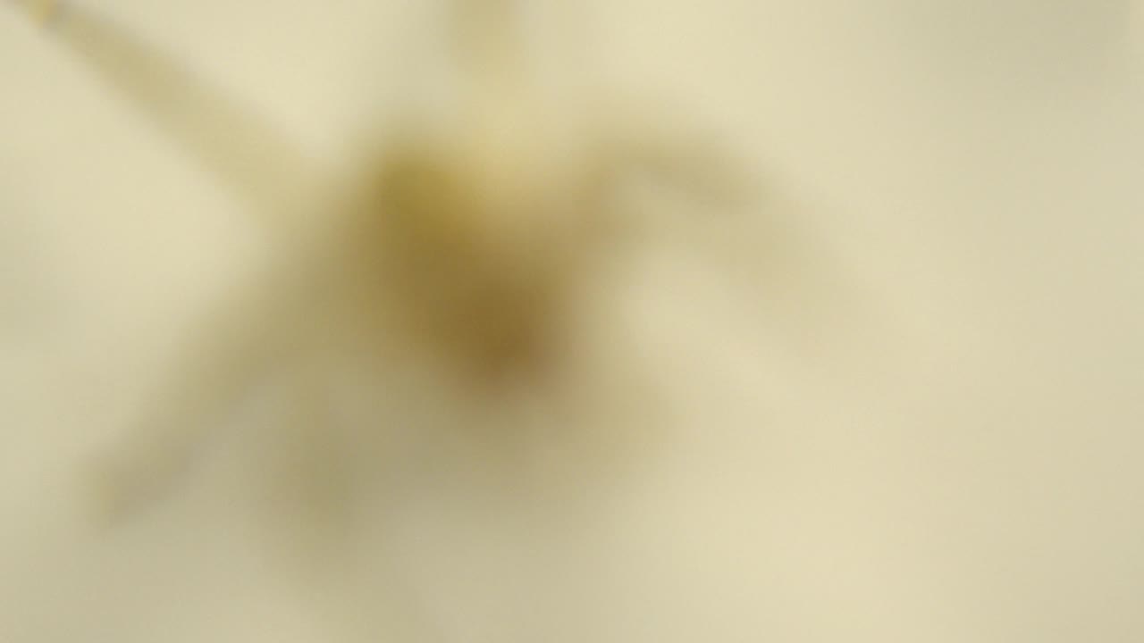 At 0:02, a soft dark spider-like form appears near the upper right against a pale background, with no readable setting detail and no visible people.