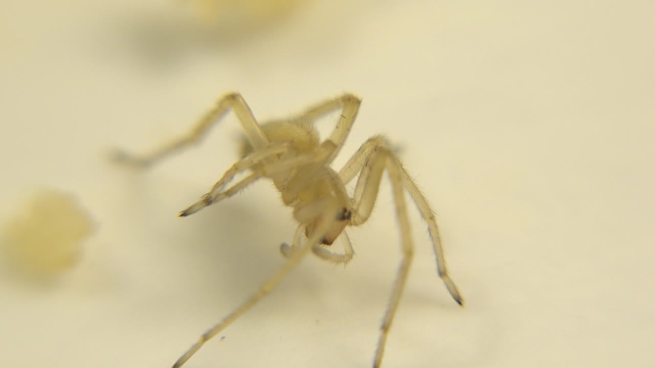 At the opening moment, a small pale insect is seen close up on a white surface with a blurred yellow object to the left and no visible people.
