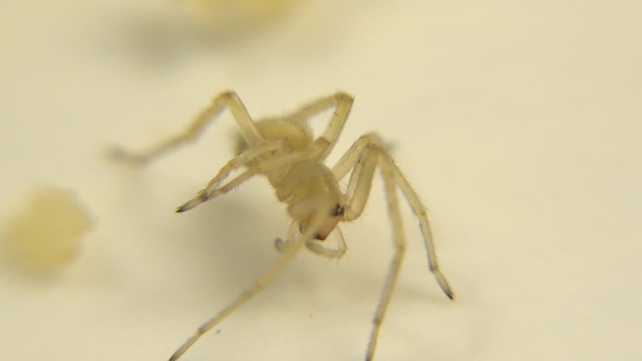 At two seconds, the insect appears slightly farther right in the frame, with a soft yellow blur nearby on the otherwise white surface and no visible people.