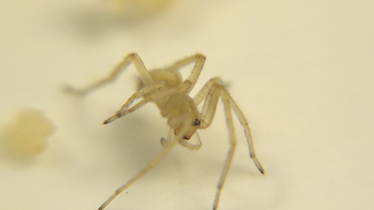 Small pale spider seen in soft focus on a cream-white surface at the start of the clip, with translucent legs and no visible people.
